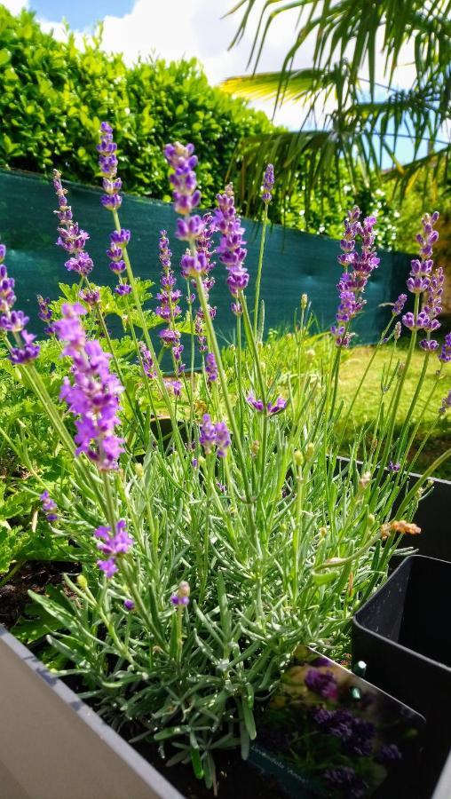 Fleurs De Cosmos Bed and Breakfast Αλμπί Εξωτερικό φωτογραφία