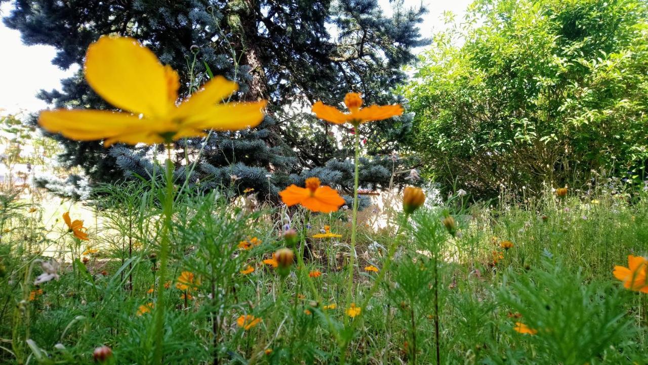 Fleurs De Cosmos Bed and Breakfast Αλμπί Εξωτερικό φωτογραφία